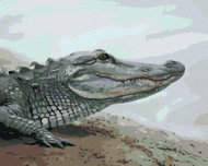 Zuty - Painting By Numbers - Alligator By Water (D. Rusty Rust), 40X50 Cm, Canvas+Frame - Painting by Numbers