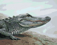 Zuty - Painting By Numbers - Alligator By Water (D. Rusty Rust), 40X50 Cm, Canvas - Painting by Numbers