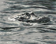 Zuty - Painting By Numbers - Alligator Head In Water (D. Rusty Rust), 40X50 Cm, Canvas+Frame - Painting by Numbers