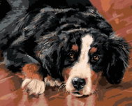 Zuty - Painting by Numbers - Bernese Mountain Dog (Victoria Schultz), 40X50 Cm, Canvas+Frame - Painting by Numbers