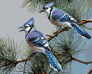 Zuty - Painting by Numbers - Scrub Jays on Coniferous Branch (James Meger), 80X100 Cm, Canvas - Painting by Numbers