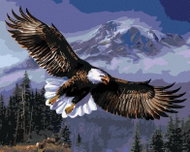 Zuty - Painting by Numbers - White-tailed Eagle in Flight (James Meger), 80X100 Cm, Canvas - Painting by Numbers