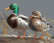 Zuty - Painting by Numbers - Duck (Joe Hautman), 40X50 Cm, Canvas - Painting by Numbers