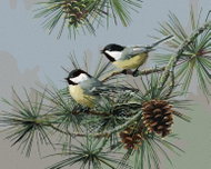 Zuty - Painting by Numbers - Tit on a Coniferous Branch (James Hautman), 80X100 Cm, Canvas - Painting by Numbers