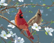 Zuty - Painting by Numbers - Cardinal Bird on the Branch of a Dogwood Tree (James Hautman), 40X50 Cm - Painting by Numbers
