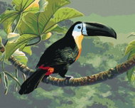 Zuty - Painting By Numbers - Tukan On A Branch In The Pralese (James Hautman), 40X50 Cm, Canvas+Fram - Painting by Numbers