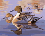 Zuty - Painting by Numbers - Duck on the Lake (Darrell Bush), 80X100 Cm, Canvas - Painting by Numbers