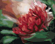 Zuty - Painting by Numbers - Peony (Carol Cavalaris), 80X100 Cm, Canvas - Painting by Numbers