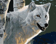 Zuty - Painting By Numbers - White Wolf And Birch Trees (Al Agnew), 40X50 Cm, Canvas+Frame - Painting by Numbers