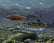 Zuty - Painting by Numbers - Salmon Stroke (Al Agnew), 40X50 Cm, Canvas+Frame - Painting by Numbers