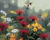 Zuty - Painting By Numbers - Hummingbird And Flowers (Abraham Hunter), 40X50 Cm, Canvas - Painting by Numbers