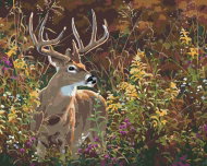 Zuty - Painting by Numbers - Deer in Flowers (Abraham Hunter), 80X100 Cm, Canvas - Painting by Numbers
