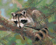 Zuty - Painting by Numbers - Raccoon Lying on a Branch (Abraham Hunter), 40X50 Cm, Canvas - Painting by Numbers