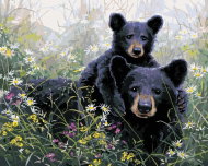 Zuty - Painting by Numbers - Bear and Cub in Flowers (Abraham Hunter), 40X50 Cm, Canvas+Frame - Painting by Numbers