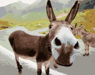 Zuty - Painting by Numbers - Donkey on the Road, 40X50 Cm, Canvas+Frame - Painting by Numbers