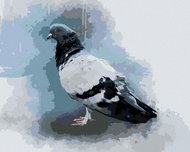 Zuty - Painting by Numbers - Pigeon, 40X50 Cm, Canvas+Frame - Painting by Numbers