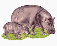 Zuty - Painting by Numbers - Hippo And His Cub, 40X50 Cm, Canvas+Frame - Painting by Numbers