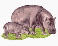 Zuty - Painting by Numbers - Hippo and His Cub, 40X50 Cm, Canvas - Painting by Numbers