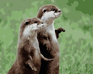 Zuty - Painting by Numbers - Two Otters, 40X50 Cm, Canvas - Painting by Numbers