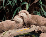 Zuty - Painting by Numbers - Otters by the Water, 80X100 Cm, Canvas+Frame - Painting by Numbers