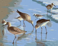 Zuty - Painting by Numbers - Gulls on the Beach (Robert Johnson), 40X50 Cm, Canvas - Painting by Numbers
