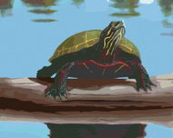 Zuty - Painting By Numbers - Turtle At The Pond (Robert Johnson), 40X50 Cm, Canvas+Frame - Painting by Numbers