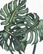 Zuty - Painting by Numbers - Monstery Leaves (Alexandria Gilbert), 40X50 Cm, Canvas+Frame - Painting by Numbers