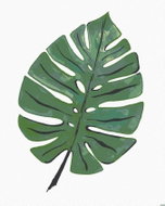 Zuty - Painting by Numbers - Monstera Leaf (Alexandria Gilbert), 40X50 Cm, Canvas - Painting by Numbers