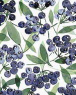 Zuty - Painting by Numbers - Blueberries (Alexandria Gilbert), 40X50 Cm, Canvas+Frame - Painting by Numbers