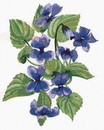 Zuty - Painting by Numbers - Violets (Alexandria Gilbert), 80X100 Cm, Canvas+Frame - Painting by Numbers
