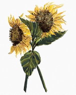 Zuty - Painting by Numbers - Sunflowers (Alexandria Gilbert), 80X100 Cm, Canvas - Painting by Numbers