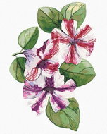 Zuty - Painting by Numbers - Spring Petunia (Alexandria Gilbert), 40X50 Cm, Canvas+Frame - Painting by Numbers