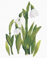 Zuty - Painting by Numbers - Snowdrops (Alexandria Gilbert), 40X50 Cm, Canvas - Painting by Numbers