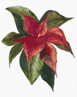 Zuty - Painting by Numbers - Poinsettia Flower (Alexandria Gilbert), 40X50 Cm, Canvas - Painting by Numbers