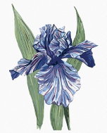 Zuty - Painting by Numbers - One Purple Iris (Alexandria Gilbert), 80X100 Cm, Canvas - Painting by Numbers