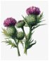 Zuty - Painting by Numbers - Thistle With Flower (Alexandria Gilbert), 40X50 Cm, Canvas - Painting by Numbers