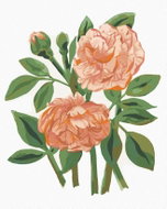 Zuty - Painting by Numbers - Roses (Alexandria Gilbert), 80X100 Cm, Canvas - Painting by Numbers
