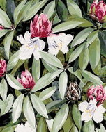 Zuty - Painting by Numbers - Rhododendron With White And Pink Flowers (Alexandria Gilbert), 40X50 Cm - Painting by Numbers