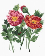 Zuty - Painting by Numbers - Wolf Poppies (Alexandria Gilbert), 80X100 Cm, Canvas+Frame - Painting by Numbers
