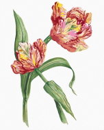 Zuty - Painting by Numbers - Tulip (Alexandria Gilbert), 40X50 Cm, Canvas+Frame - Painting by Numbers