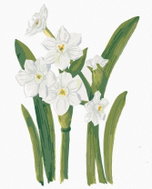 Zuty - Painting by Numbers - White Daffodils (Alexandria Gilbert), 40X50 Cm, Canvas+Frame - Painting by Numbers