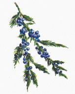 Zuty - Painting by Numbers - Juniper Branch (Alexandria Gilbert), 80X100 Cm, Canvas - Painting by Numbers
