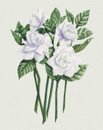 Zuty - Painting by Numbers - White Flowers of Gardenia (Alexandria Gilbert), 80X100 Cm, Canvas+Frame - Painting by Numbers