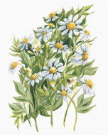 Zuty - Painting by Numbers - Daisies (Alexandria Gilbert), 80X100 Cm, Canvas+Frame - Painting by Numbers