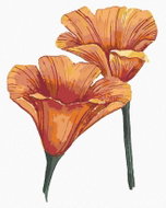 Zuty - Painting by Numbers - California Poppies (Alexandria Gilbert), 40X50 Cm, Canvas+Frame - Painting by Numbers