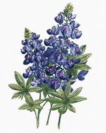 Zuty - Painting by Numbers - Blue Flowers of Wolf Bob (Alexandria Gilbert), 80X100 Cm, Canvas+Frame - Painting by Numbers