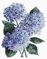 Zuty - Painting by Numbers - Blue Hydrangea (Alexandria Gilbert), 80X100 Cm, Canvas - Painting by Numbers