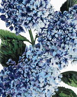 Zuty - Painting by Numbers - Hydrangea With Blue Flowers (Alexandria Gilbert), 80X100 Cm, Canvas - Painting by Numbers
