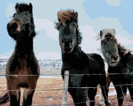 Zuty - Painting by Numbers - Three Horses (Ted Davis), 40X50 Cm, Canvas+Frame - Painting by Numbers