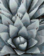 Zuty - Painting by Numbers - Cactus Agave, 40X50 Cm, Canvas - Painting by Numbers
